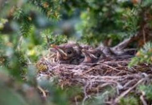 Wildlife and Countryside Act 1981